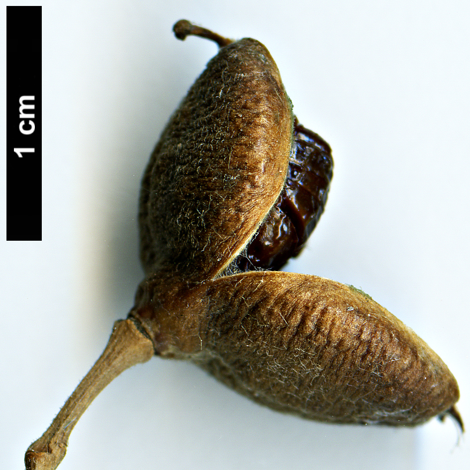 High resolution image: Family: Pittosporaceae - Genus: Pittosporum - Taxon: undulatum High resolution image: Family: Pittosporaceae - Genus: Pittosporum - Taxon: undulatum